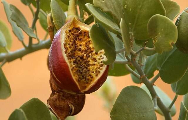 What Do Capers Taste Like? The Answer Will Surprise You