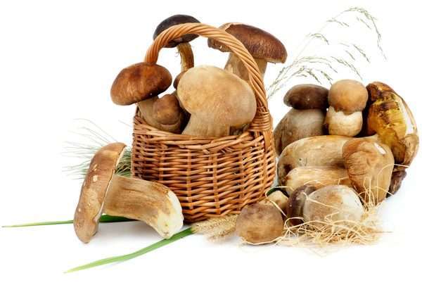 The Most Comprehensive Mushroom Substitute List: We Have 23