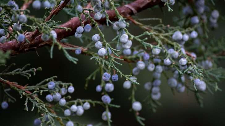 juniper, berries, plant